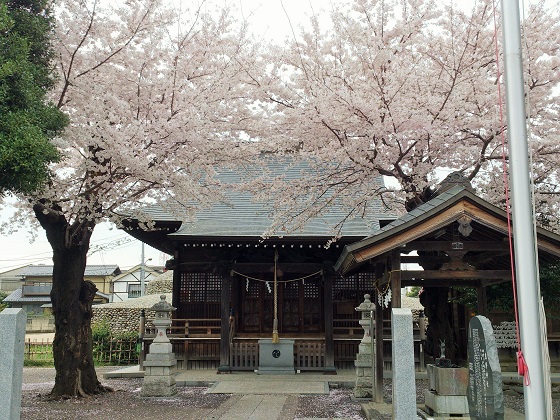 桜の季節の熊野神社です
